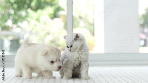 Cute kitten and puppy playing together,slow motion