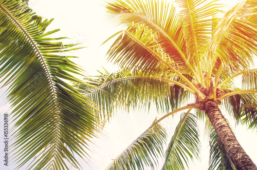 Detail of coconut trees with soft light background  