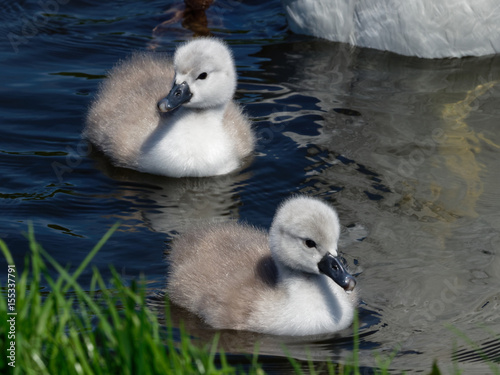 Fototapeta Naklejka Na Ścianę i Meble -  Mute Swan - Cygnus olor