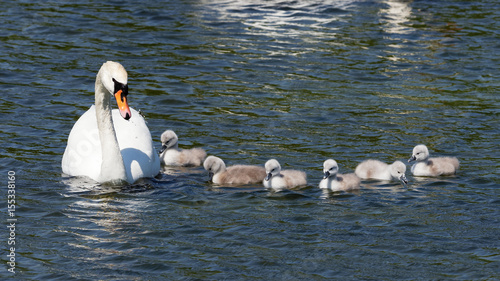 Mute Swan - Cygnus olor