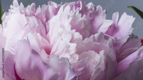 Smooth petals of a beautiful pink peony flower in bloom
