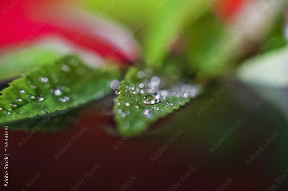 Flowers of mountain ash macro. Rowan in the water and with droplets of spring water. Isolated on a dark background the flowers of mountain ash macro Flowers of mountain ash macro. Rowan in the water and with droplets of spring water. Isolated on a dark background the flowers of mountain ash macro