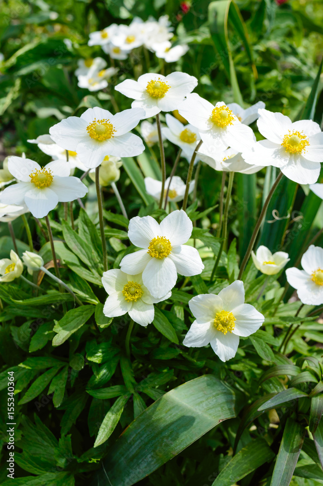 Anemone - white spring flowers grow in the garden. Anemone - white spring flowers grow in the garden.
