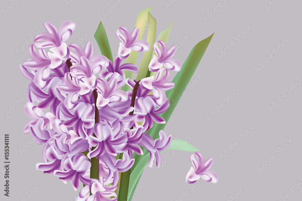 Lily flowers Spring season Vector illustration