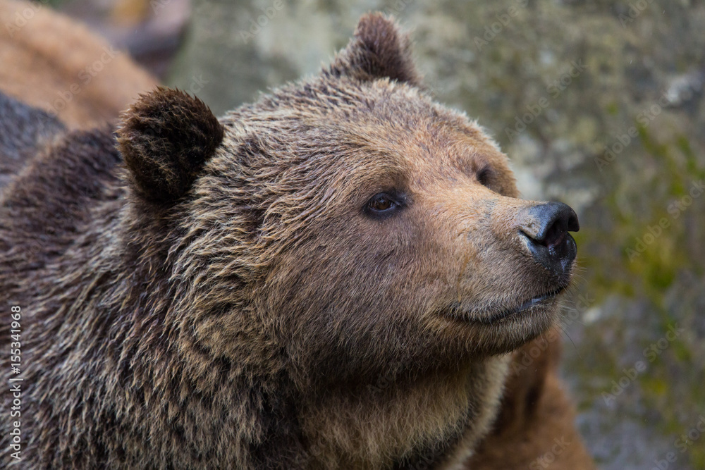 side view portrait of natural brown bear