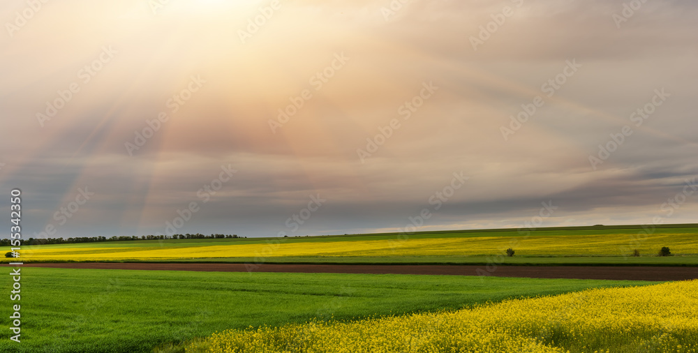 Obraz premium Flowering fields of the rape plant, the process of making biofuel.