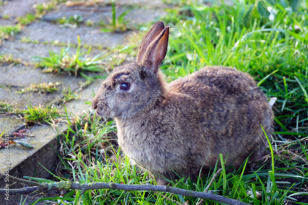Fototapeta premium Common Rabbit feeding on grass lawn in UK.