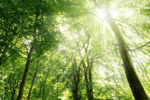Sun rays shining through trees. Nature background.
