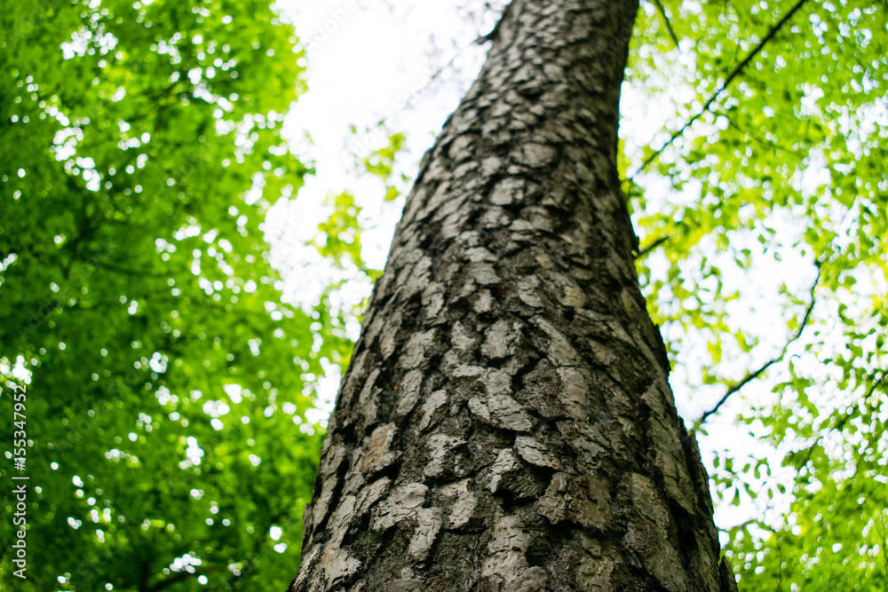 Tree Trunk texture with very shallow depth of field. Tree Trunk texture with very shallow depth of field.
