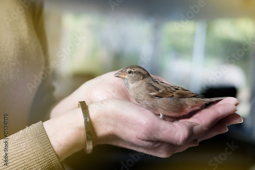 moineau oiseau protéger sauver guérir protection animal soigner amour © shocky