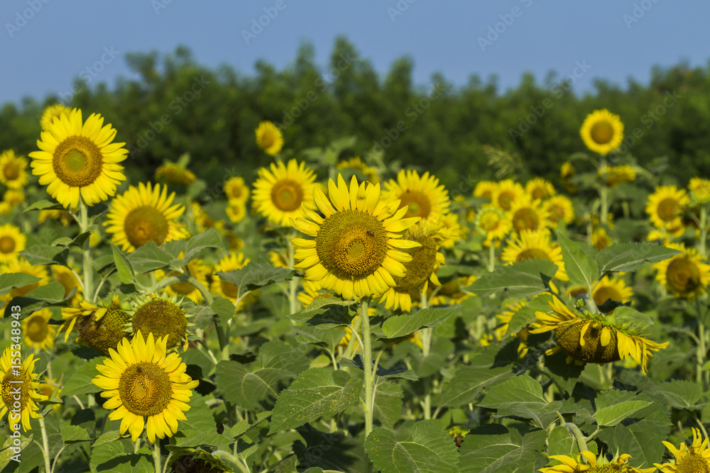 Obraz premium Sunflower by setting sun (Helianthus annuus) in the farm