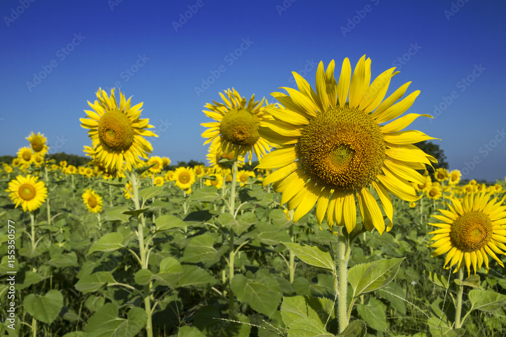 Sunflower by setting sun (Helianthus annuus) in the farm