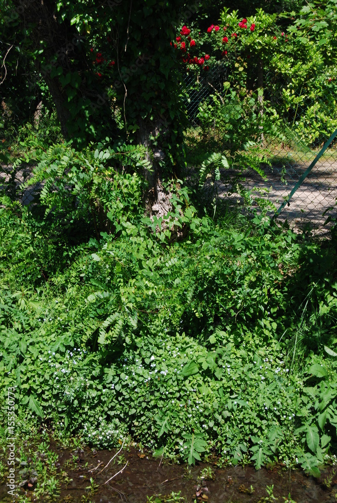 Fototapeta premium PARCO LE SORGENTI