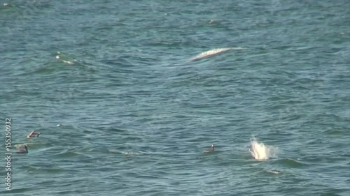 Pelicans Diving for Fish in the Atlantic Ocean 