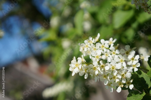 Bird cherry tree - blooming tree with white flowers
