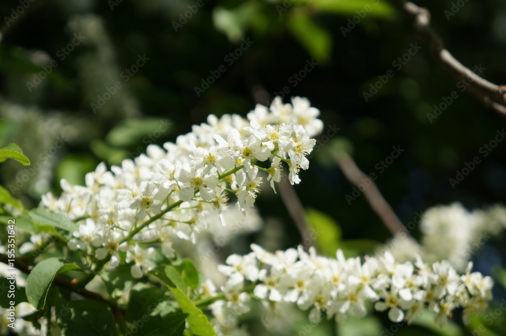 Bird cherry tree - blooming tree with white flowers Bird cherry tree - blooming tree with white flowers