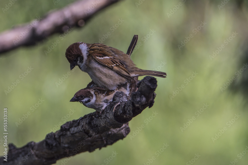 Fototapeta premium The sparrow.