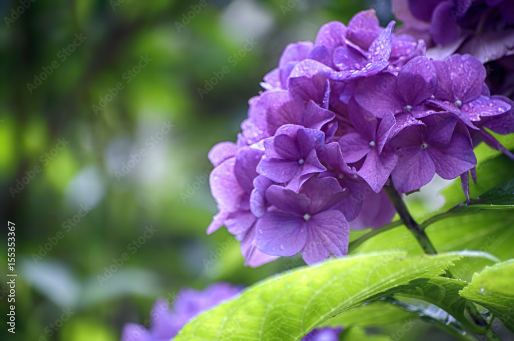 紫陽花 紫陽花