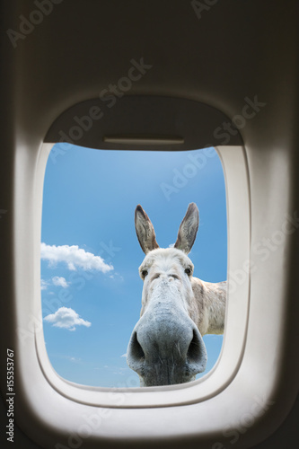 фотографія drôle amusant ane âne hublot avion animal tête rencontre apparition vision parti