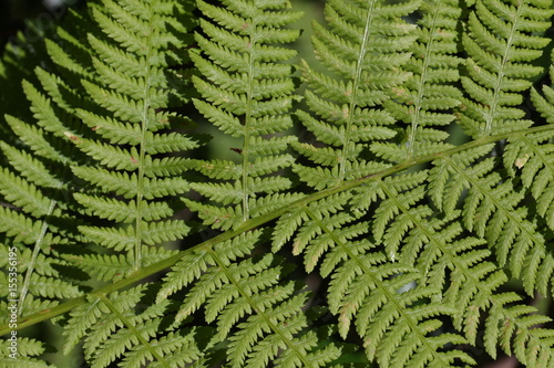 Fougère aigle, Pteridium aquilinum
