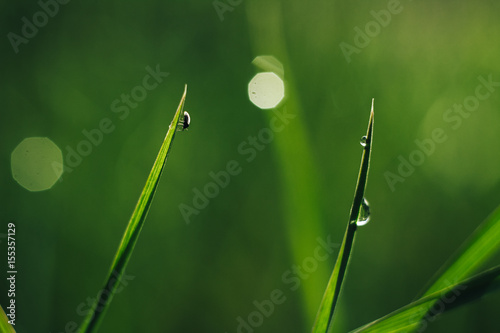 drops of dew on the grass © DariaS