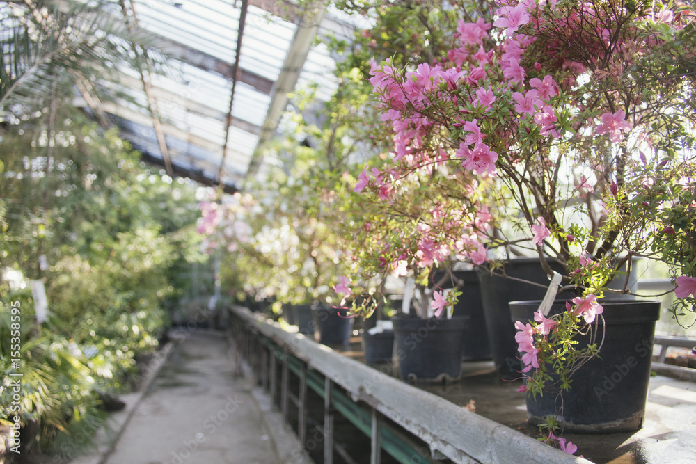 Flowering of rhododendrons in old greenhouse of Moscow Botanical Garden