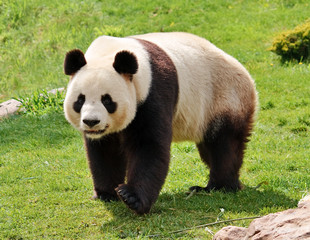 Fotobehang Panda Reuzenpanda kijkt nieuwsgierig in camera  © irakite