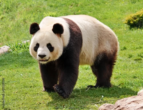 Obraz Giant panda looking at camera.
