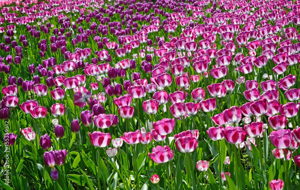 Пёстрые сиреневые и лиловые тюльпаны на большой клумбе в парке весной.