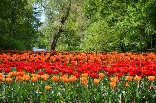 Ярко-красные и оранжевые тюльпаны в парке весной.