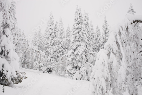 Trees on the hillside wrapped in snow caps. Heavy snowfall in the beginning of winter in the Southern Urals.
