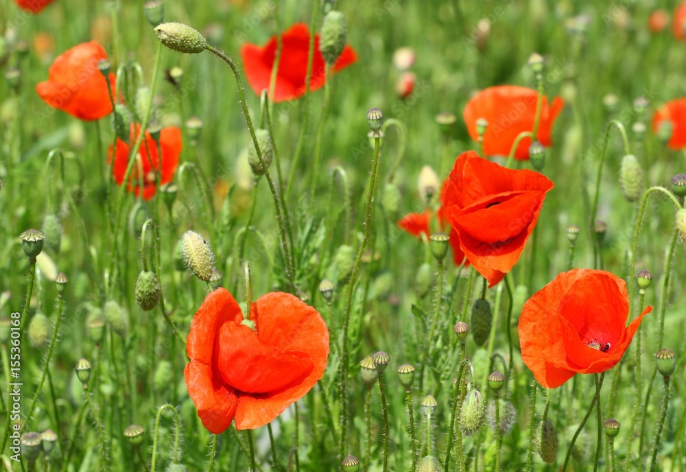 Obraz premium Poppies flowers in field 