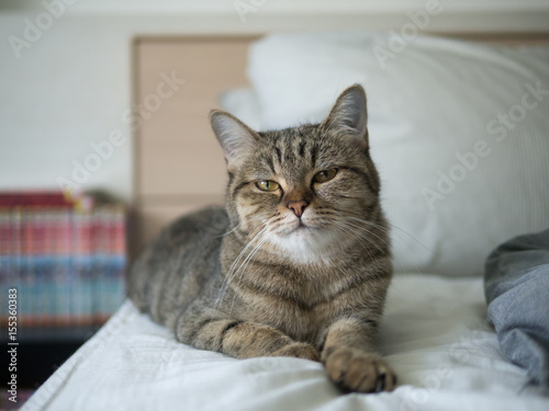 cat sleep on bed white low contrast window soft light