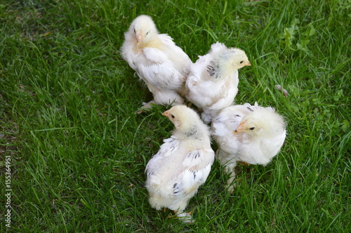 Small chicks in the grass