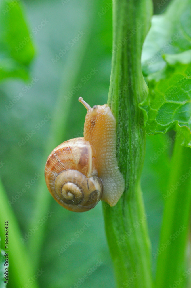 Curious little snail going up on leaf stalk, Snail in natural habitat Curious little snail going up on leaf stalk, Snail in natural habitat
