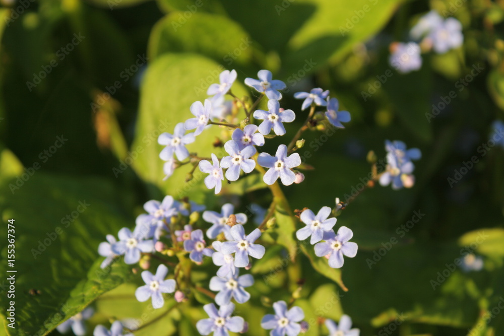 blue flower blue flower