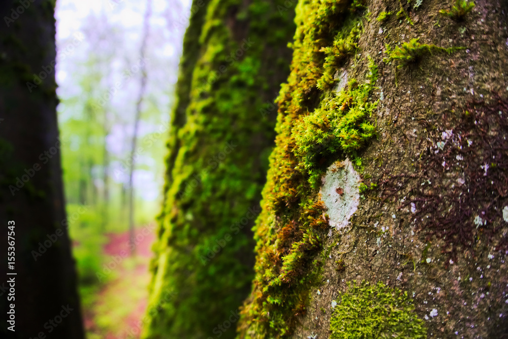 Obraz premium verträumter Wald