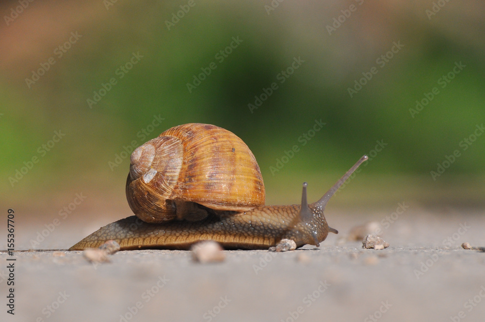 Snail crawling on the asphalt road. Burgundy snail, Helix, Roman snail, edible snail or escargot crawling Snail crawling on the asphalt road. Burgundy snail, Helix, Roman snail, edible snail or escargot crawling
