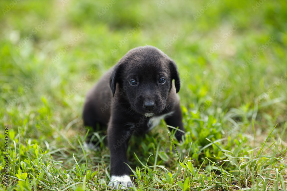 Little puppy on a background of green grass. Little puppy on a background of green grass.