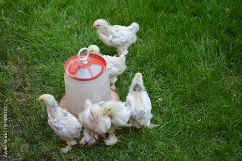 Small chicks in the grass