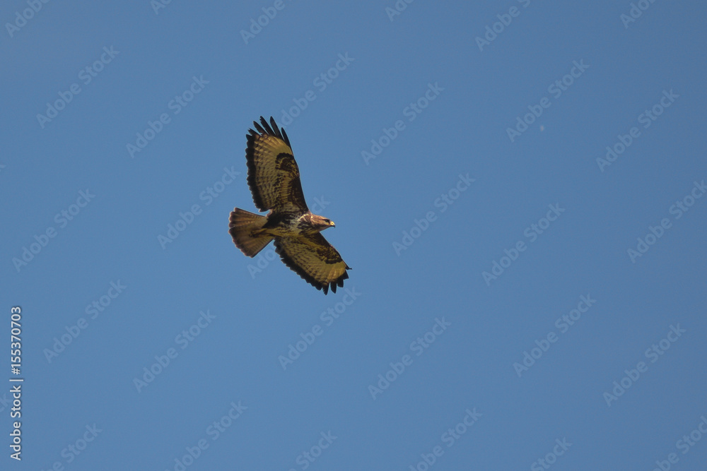 Obraz premium Poiana (Buteo buteo) in volo silhouette