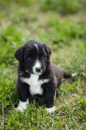 Little puppy sitting on a background of green grass.