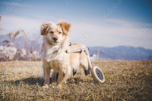 Foto Handicapped dog with wheelchair
