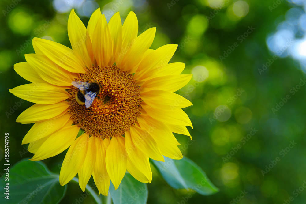 Naklejka premium Close up of sunflower