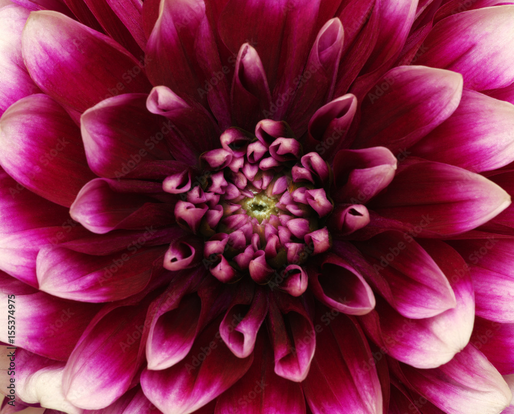 flower and beautiful petals flower and beautiful petals