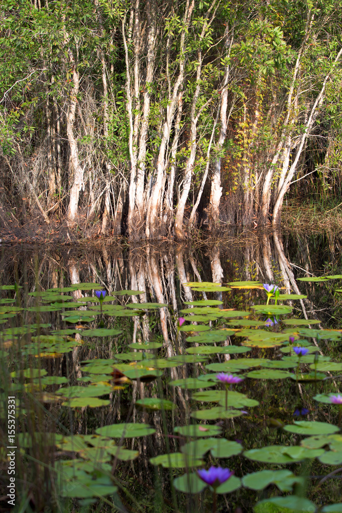 lotus in pond