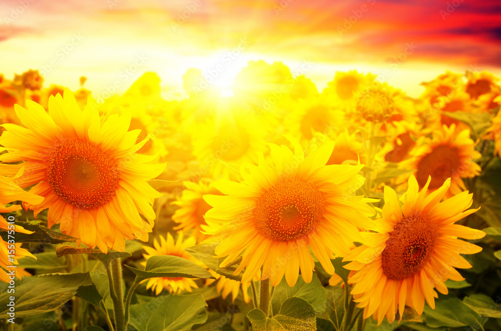Obraz premium sunflowers and sun
