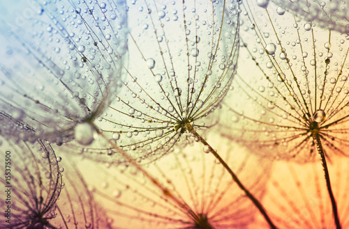  dandelion flower background