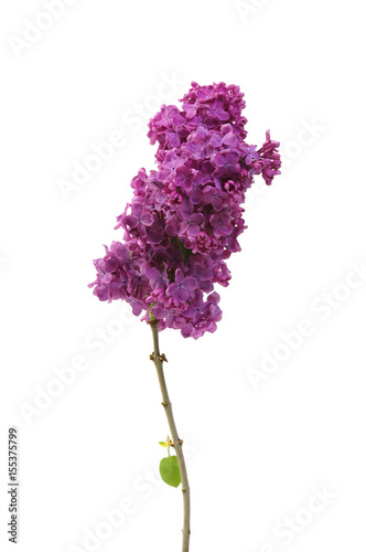 Flowering branch of lilac