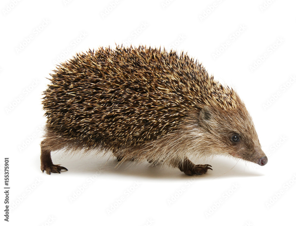 Hedgehog  isolated on white